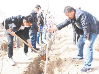 七师代管一团开展植树造林活动