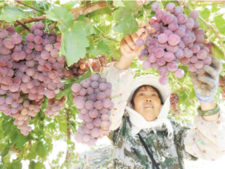 万亩无公害葡萄喜获丰收