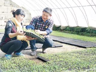 一三七团职工大棚种植奔富路