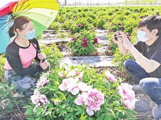 牡丹花开迎客来