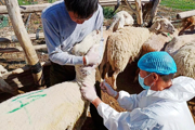 落实动物疫情防控 确保畜牧生产安全