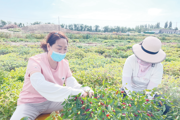 ​春发其华 秋收其实