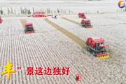 胡杨河光影丨“丰”景这边独好