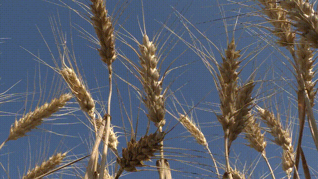 8ac5d2137a894efc8a6053ff9429858b.gif