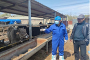 兵地融合心连心 养殖服务送到家