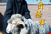 兵团榜样 | 刘守仁：天山脚下的“羊院士”
