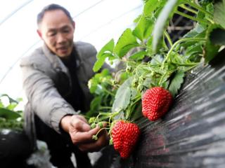 七师胡杨河市：大力发展特色农牧业 助力乡村振兴