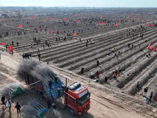 七师胡杨河市全民义务植树1.13万株 造林面积155亩