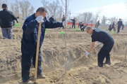 检察蓝添绿生态画卷：七师检察分院植树在行动