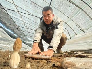七师胡杨河市设施农业焕发“棚”勃生机 产业提升“农”墨重彩
