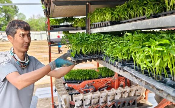 一三一团：五千亩辣椒种植托起致富梦