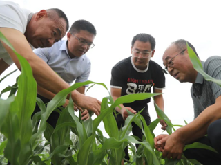 七师胡杨河市：扛稳粮食安全重任 夯实粮食安全根基