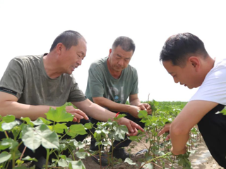七师胡杨河市：加强棉花田间管理 助力丰产增收
