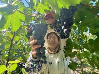 一三一团：瓜果飘香季 丰收喜悦时