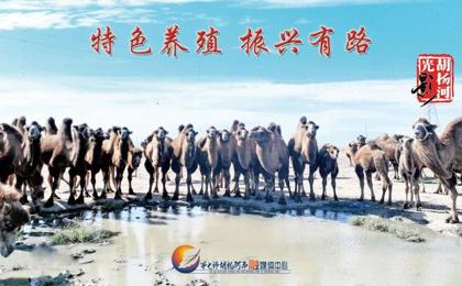 胡杨河光影丨特色养殖 振兴有路