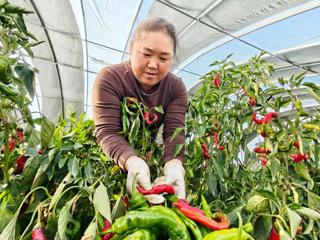 从田间地头到工厂车间！党建引领为七师胡杨河市高质量发展注入“核心引擎”