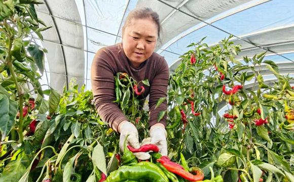 从田间地头到工厂车间！党建引领为七师胡杨河市高质量发展注入“核心引擎”