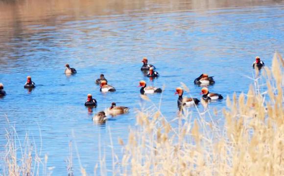 七师胡杨河市湿地治理成效显著 彰显生态底色