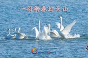 胡杨河光影丨一羽衔春过天山