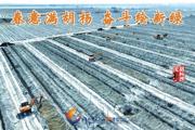 胡杨河光影丨春意满胡杨 奋斗绘新绿