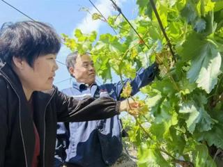 葡萄+猕猴桃！七师胡杨河市“两手抓”让林果产业“甜”出新高度