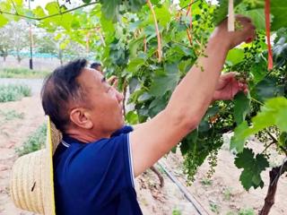 把脉开方到地头！七师胡杨河市专家护航葡萄产业