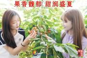 胡杨河光影丨果香馥郁 甜润盛夏