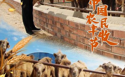 海报丨丰收节至，定格第七师胡杨河市金秋好“丰”光！