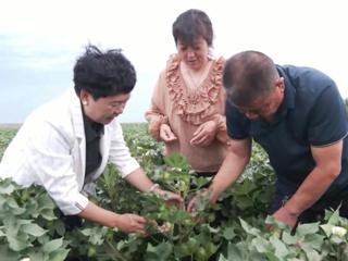 第七师胡杨河市全域推广循环农业见闻