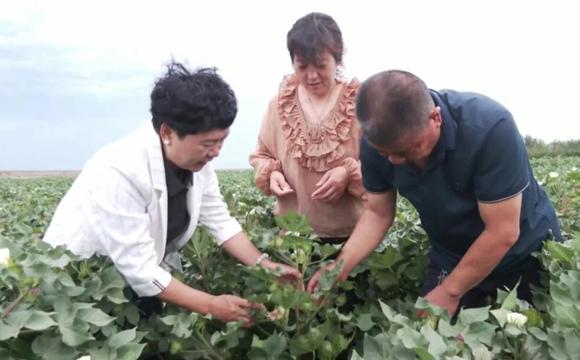 第七师胡杨河市全域推广循环农业见闻