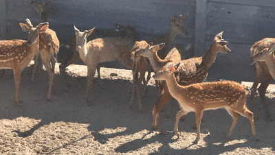 f46d510ca46340afa4ca28e15e863215.gif f46d510ca46340afa4ca28e15e863215.gif