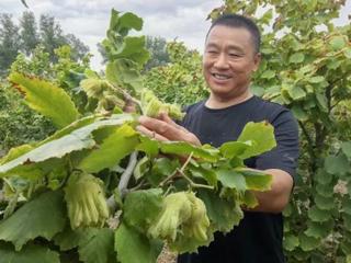 七师胡杨河市：榛果满枝迎丰收 产业提质助增收