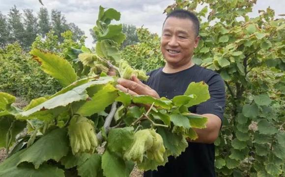 七师胡杨河市：榛果满枝迎丰收 产业提质助增收