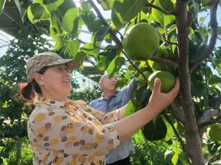 第七师胡杨河市：特色种植多点开花 农文旅融合赋新能