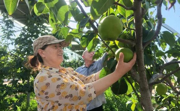 第七师胡杨河市：特色种植多点开花 农文旅融合赋新能