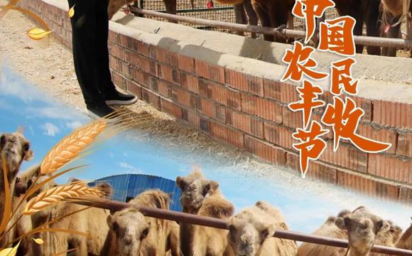 海报丨丰收节至，定格第七师胡杨河市金秋好“丰”光！