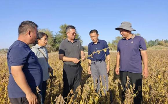 三个月种出“金豆豆”！第七师胡杨河市复播大豆亩产创兵团北疆历史新高